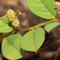 Indigofera nummulariifolia (L.) Livera ex Alston